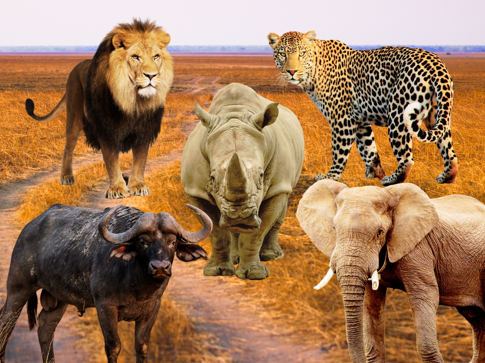Big 5 Safari