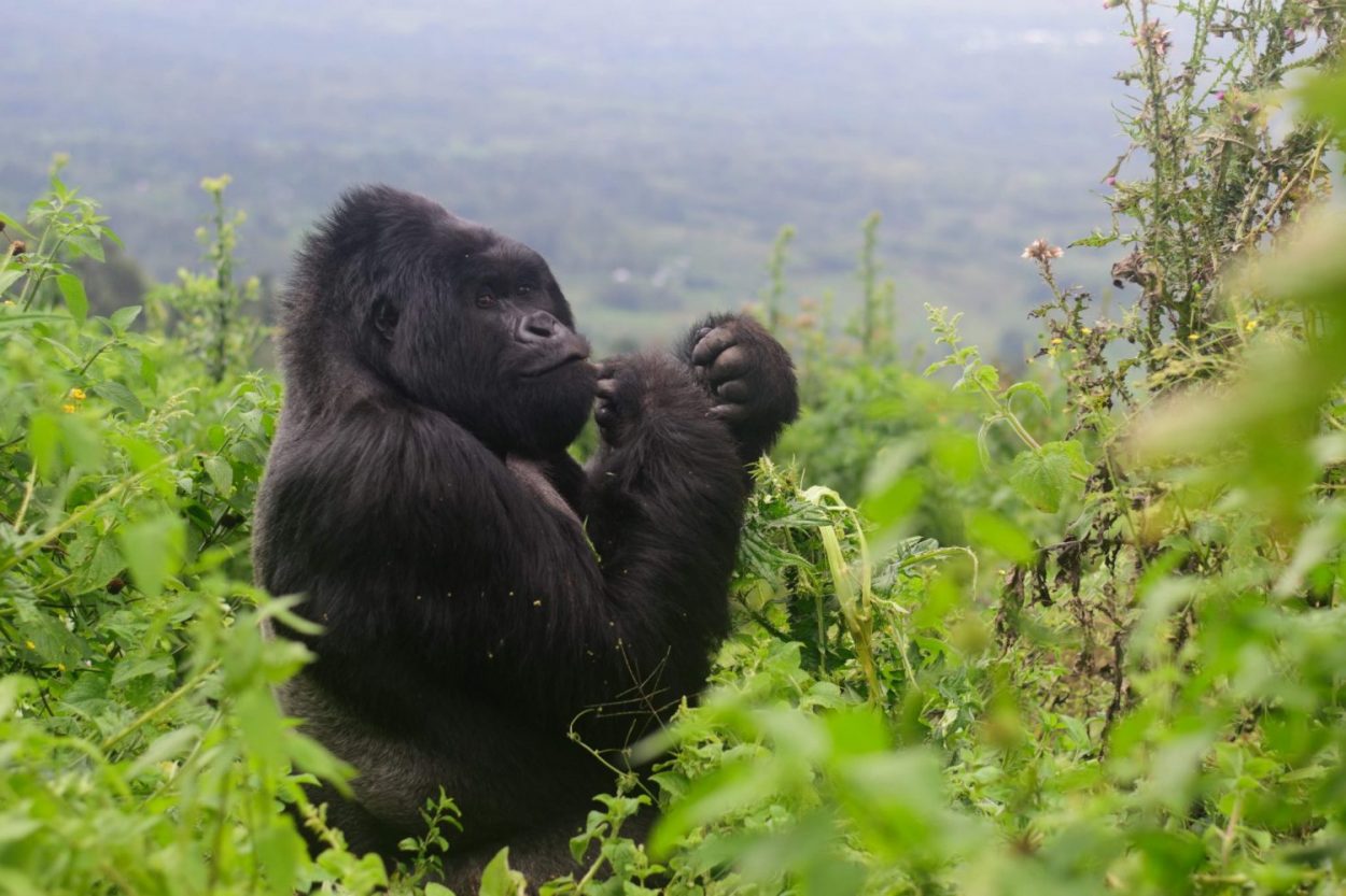 Gorilla Trekking