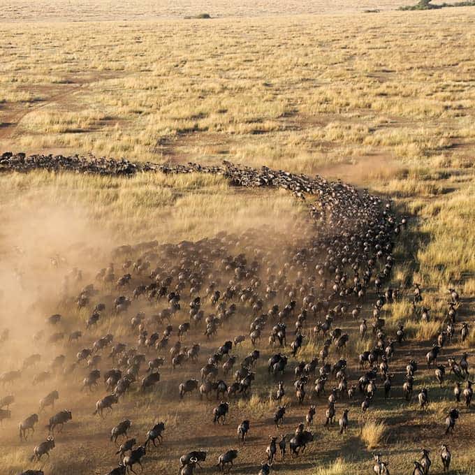 Migration Safari