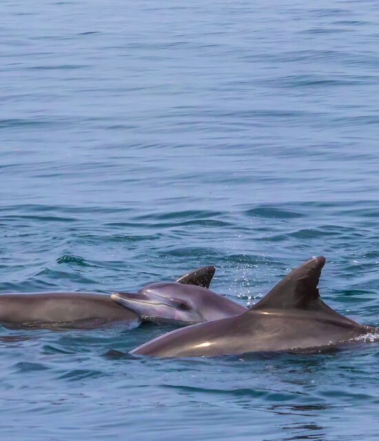 1 Day Wasini Dolphin Encounter Safari Excursion