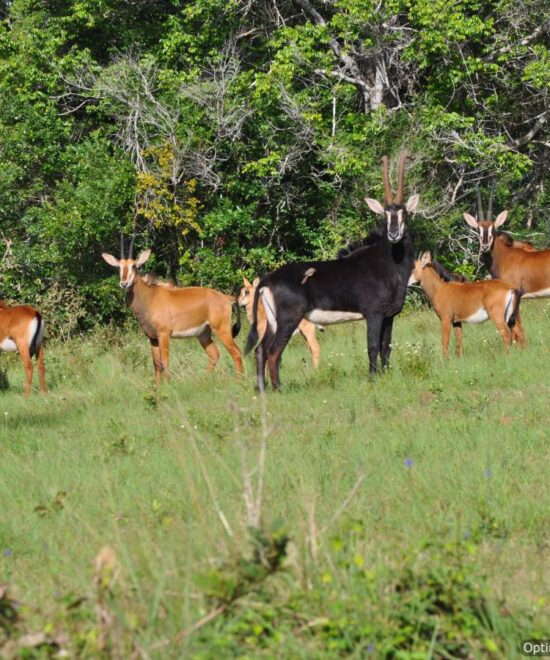 Shimba Hills National Reserve 1 Day safari