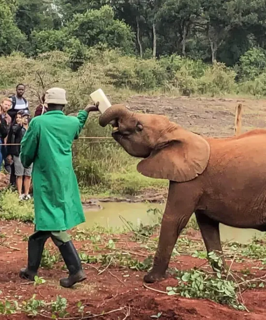3hrs Sheldrick Orphanage Baby Elephants Excursion