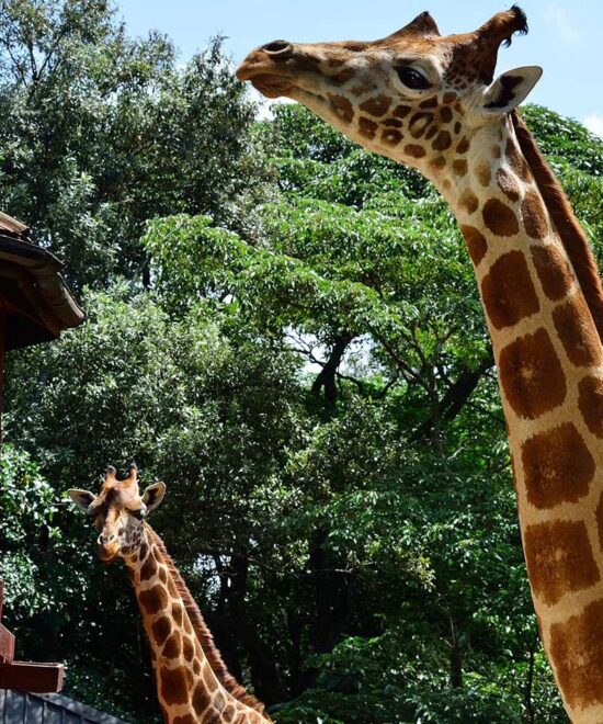 Karen Blixen Museum and Giraffe Center Half Day Excursion