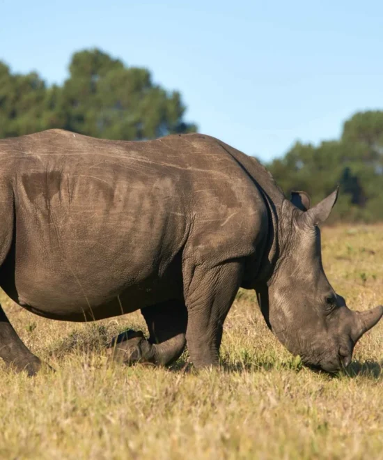 Safari Walk and Animal Orphanage Half Day Excursion