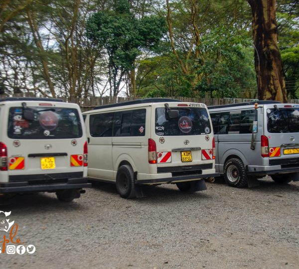 Simple Tours Kenya tour vans lined up ready for group transfers